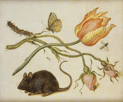Mouse, Rose, and Butterfly (Paris)