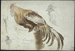 Study of a Chicken and Three Sketches of His Head