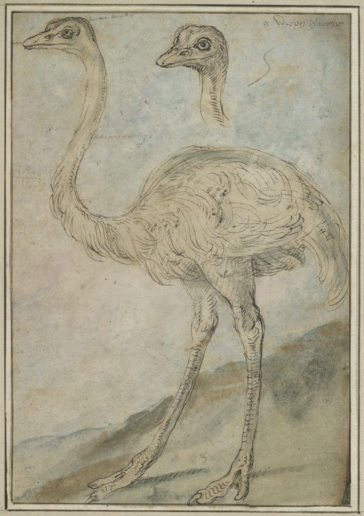 Two Studies of an Ostrich