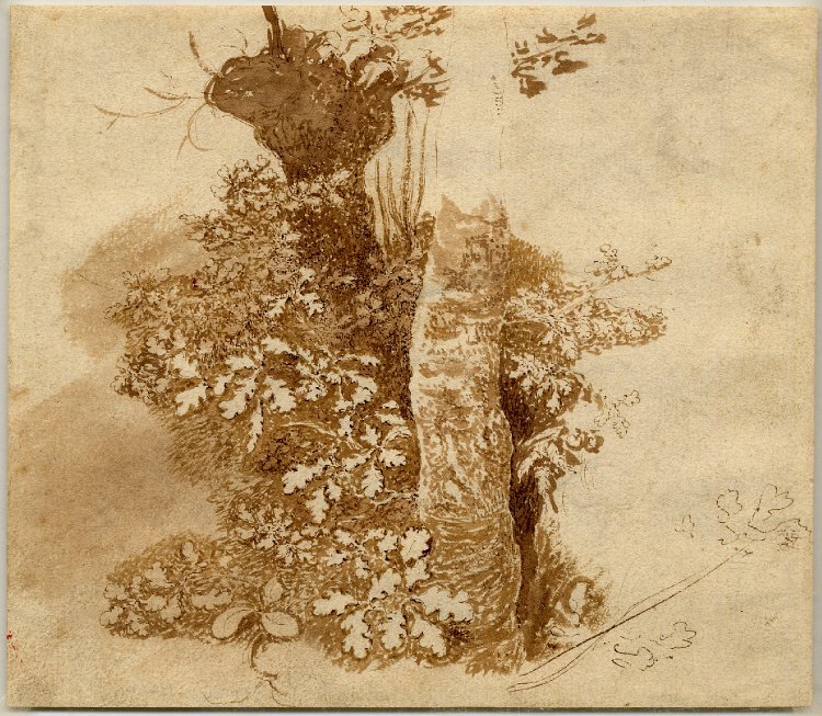 Study of a Tree Trunk and Foliage (recto); Studies of Foliage with Fruits and Berries (verso)