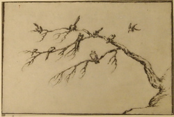 Birds Sitting on a Branch